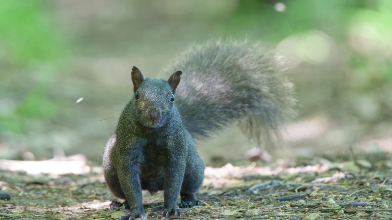 Eastern Gray Squirrel