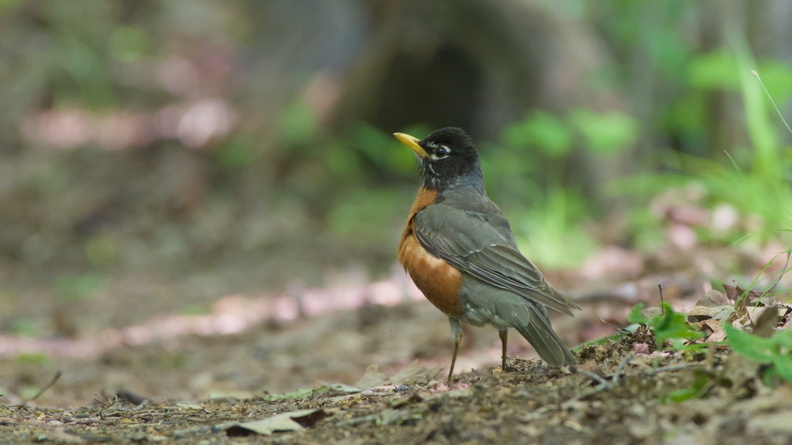 American Robin