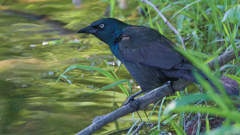 Common Grackle
