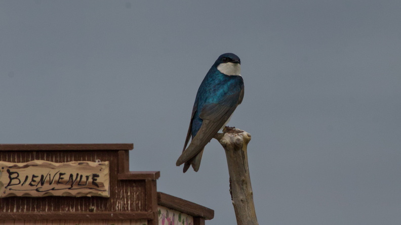 Tree Swallow