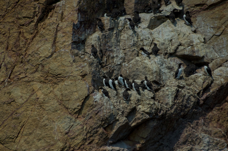 Common Murre