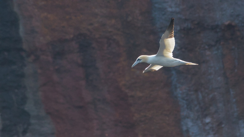 Northern Gannet