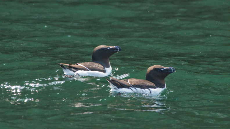 Razorbill