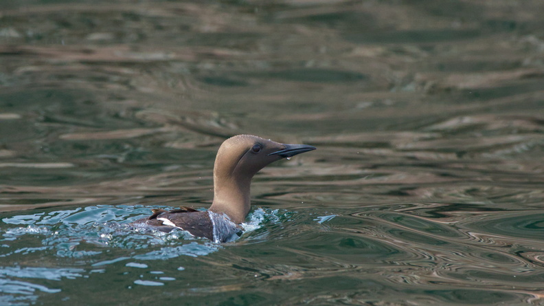 Common Murre