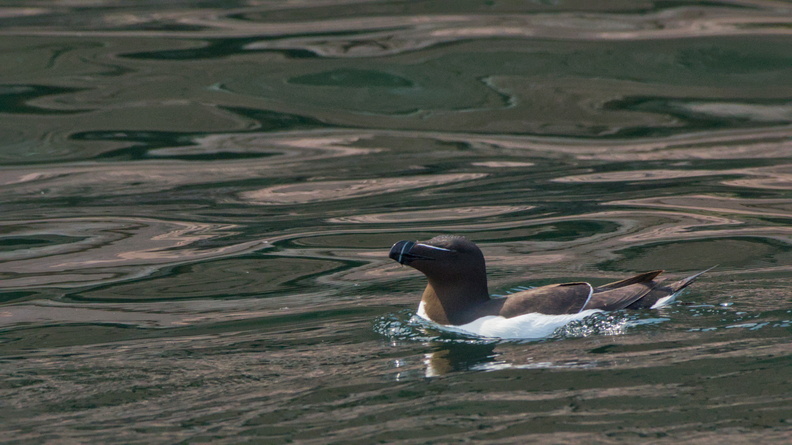 Razorbill