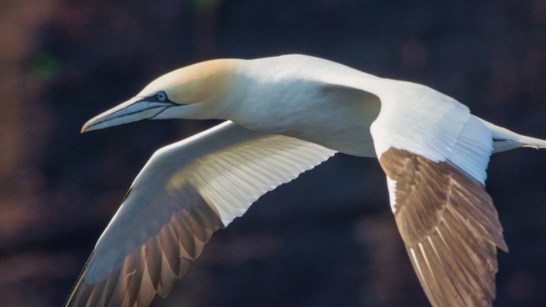 Northern Gannet