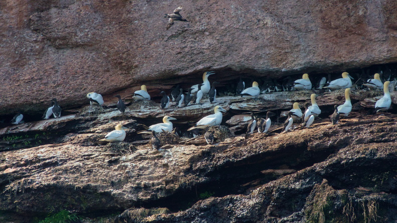 Northern Gannet