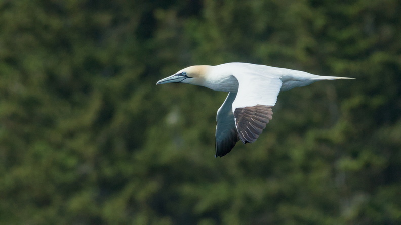 Northern Gannet