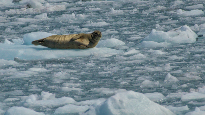 Harbour Seal