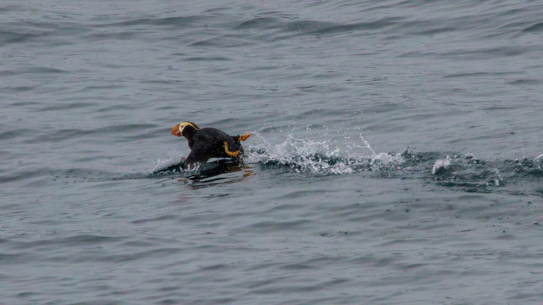 Tufted Puffin