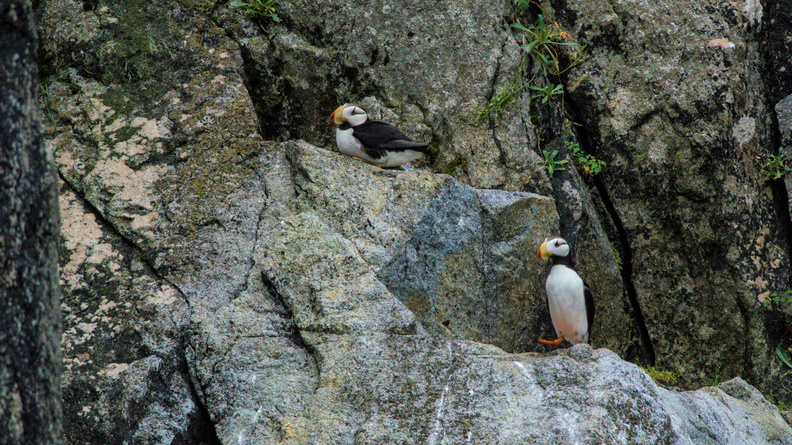Horned Puffin