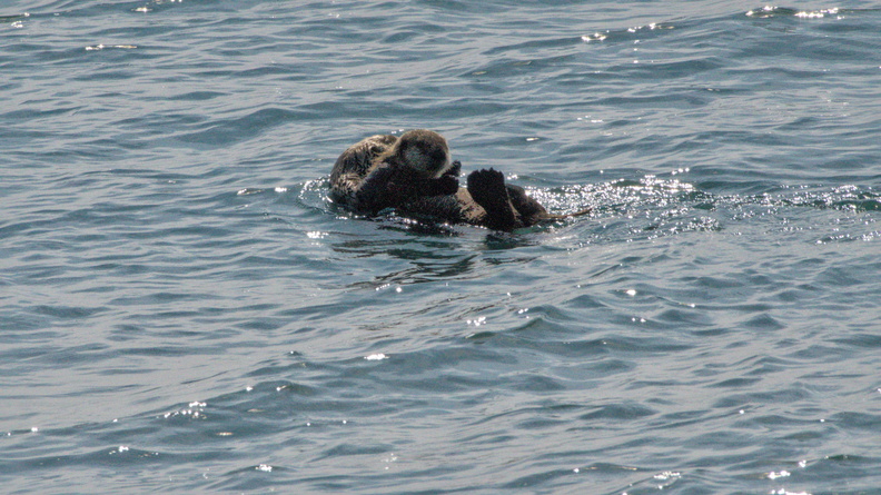 Sea Otter