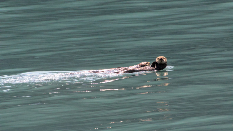 Sea Otter