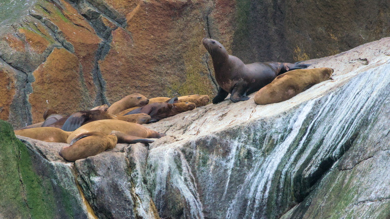 Harbour Seal
