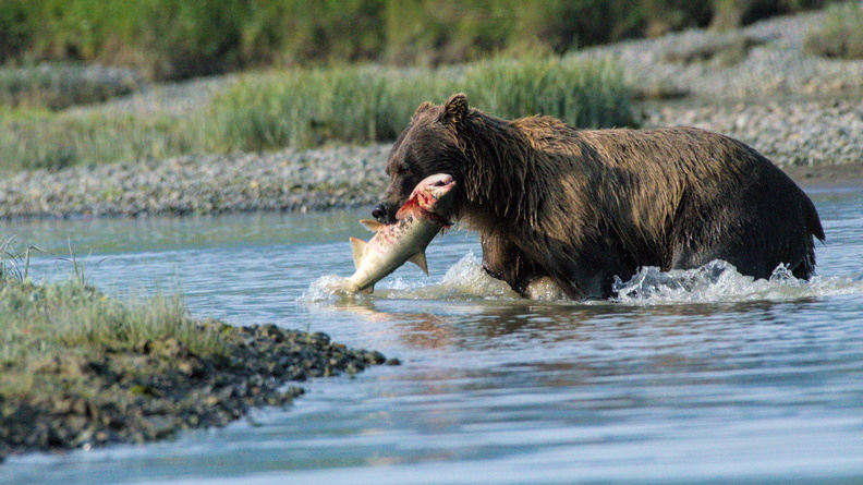 Coastal Brown Bear