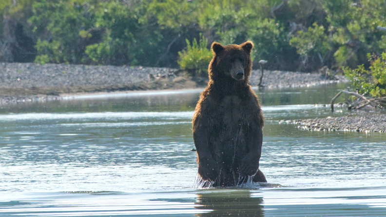 Coastal Brown Bear