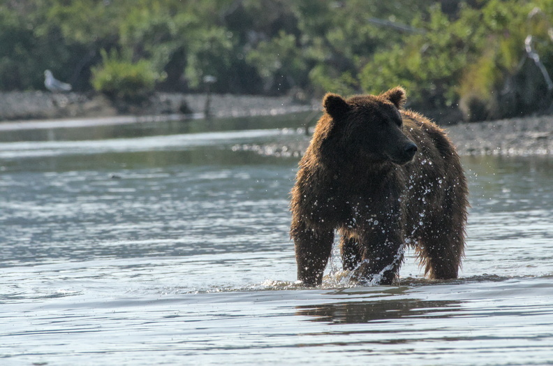 Coastal Brown Bear