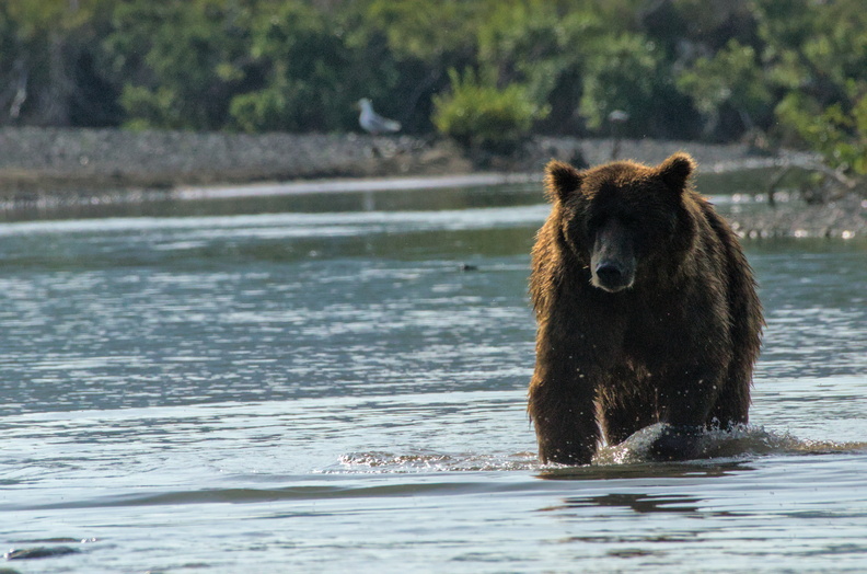 Coastal Brown Bear