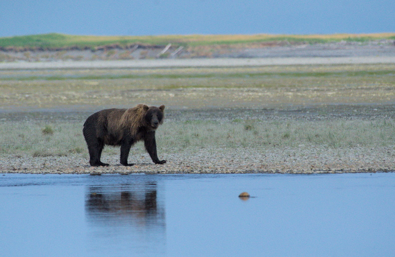 Coastal Brown Bear