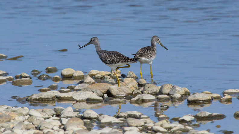 Lesser Yellowlegs