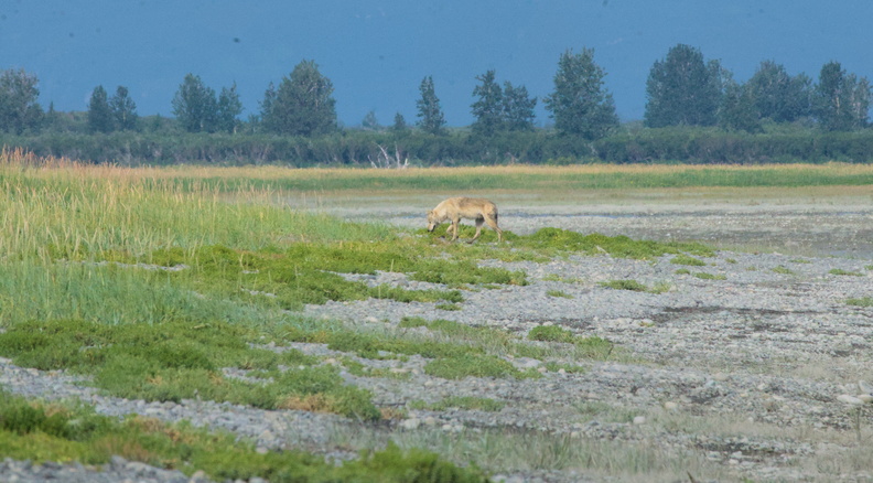 Western Gray Wolf