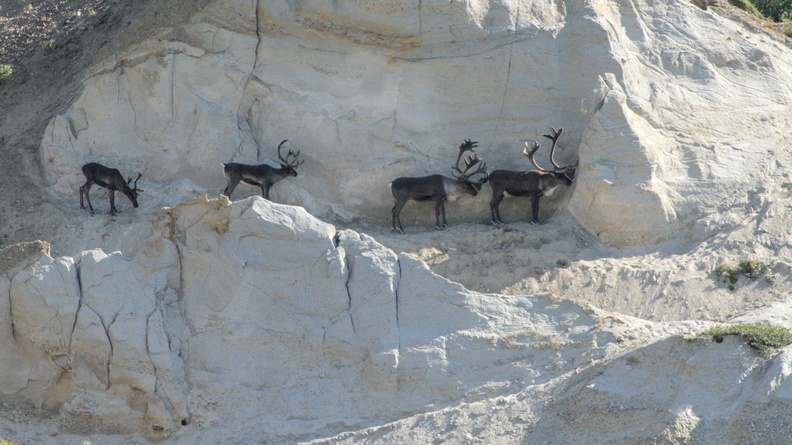 Caribou
