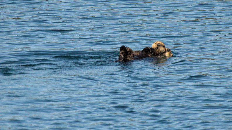 Sea Otter